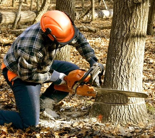 Tree Removal in Niagara, WI